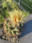 Preview: Coryphantha cornifera